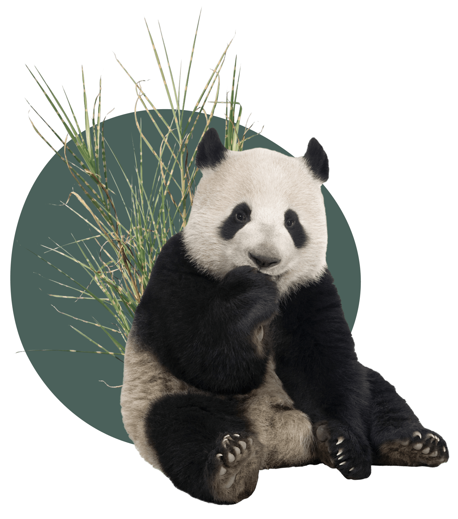 https://www.gobetterway.com/cdn/shop/t/28/assets/panda-planet-soft.png?v=36251772611160154051702500057